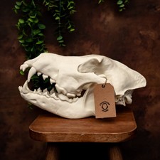 Life-Size 3D Dire Wolf Skull unpainted bone colour Fossil Replica. Animal Skull