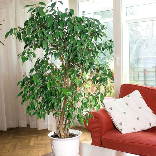 Large tall exotic tree - 3,