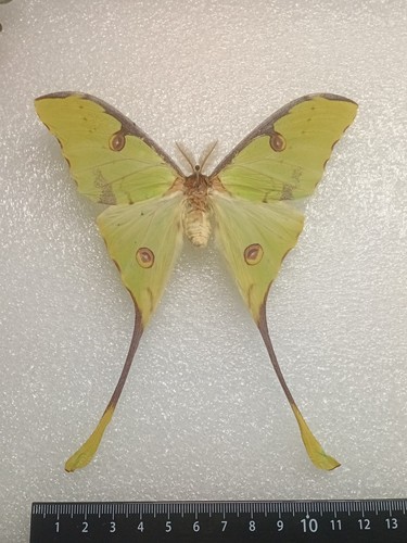 African moon moth argema - african, moth,