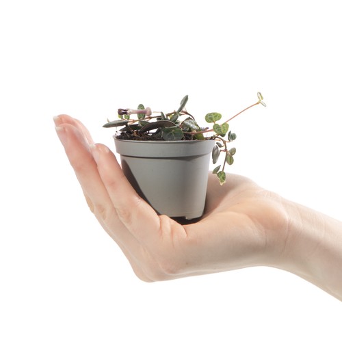 Baby string hearts plant - baby,
