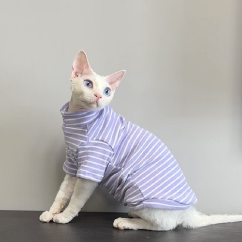 Hairless cat clothes stripe - hairless, clothes,stripe