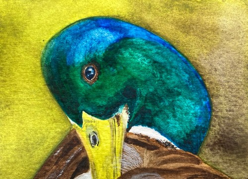 Original watercolour mallard - original,