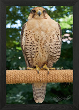 Falcon on branch Framed Wall