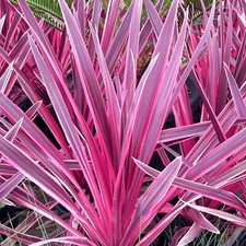 Cordyline australis Pink