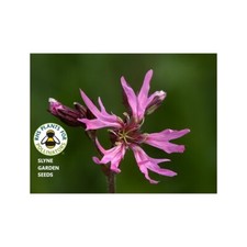 Ragged robin pink - pink, perennial