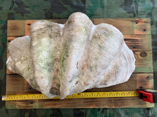 Antique giant half clam shell - clam,