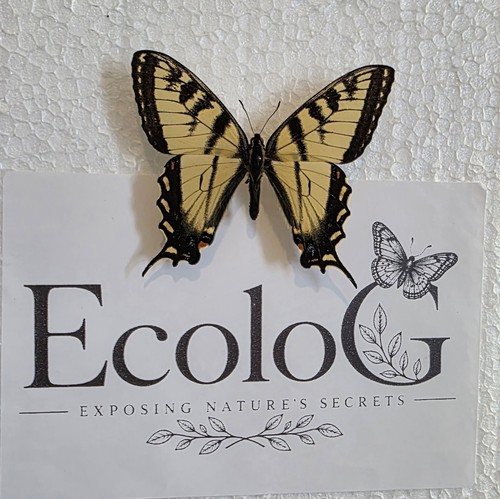 Papilio canadensis insect - papilio,