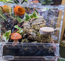 Jumping Spider Complete Full Spider Set Up Complete Enclosure Front  10x10x10cm