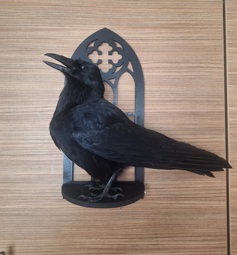 Taxidermy carrion crow - carrion,