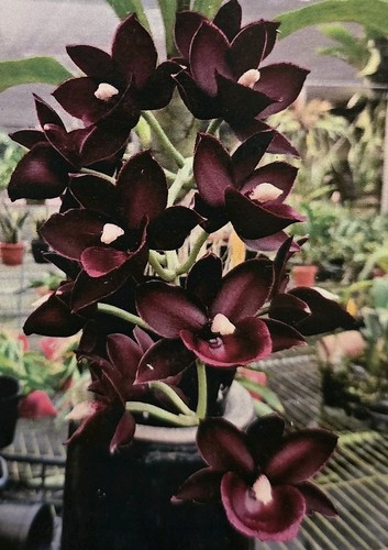 Catasetum monnierara jumbo - catasetum,