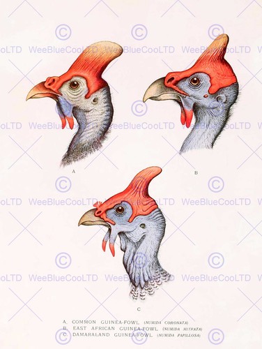 Painting birds south africa - birds,
