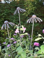 3 Echinacea Plant Stakes