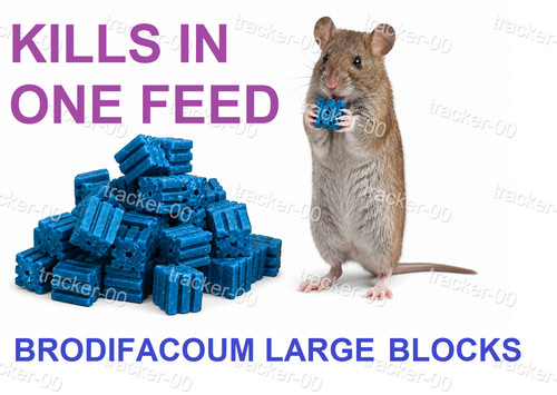 Rat poison feed - poison, mouse