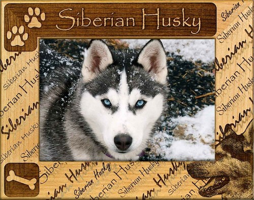 Siberian husky laser engraved - husky,
