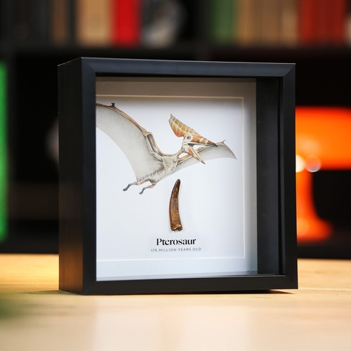 Framed pterodactyl tooth - pterodactyl, &
