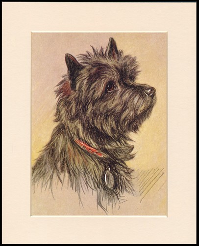 Cairn terrier dog - art, print