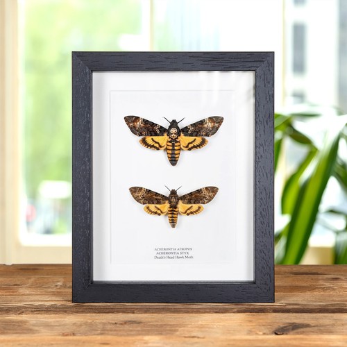 Atropos styx death - death's, head