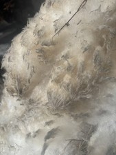 Raw Sheep’s Wool -Dorset x -