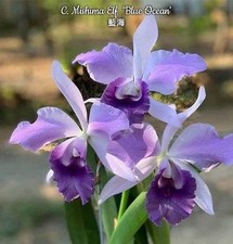 Cattleya mishima elf - elf, 'blue