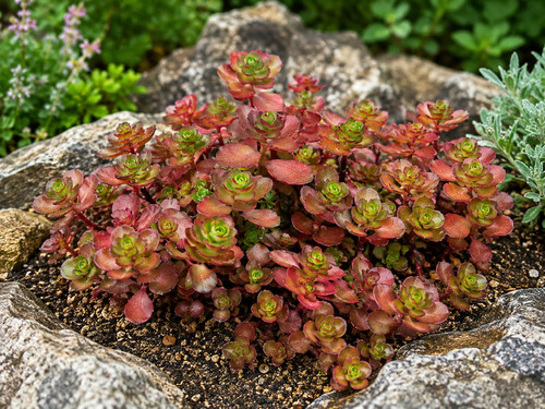 Sedum spurium hardy - sedum,