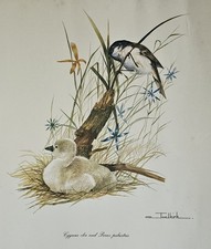 Joel Kirk ‘Cygnet & Marsh Tit’ Print (Rosenstiel, 1979) British Birds