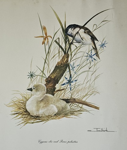 Joel kirk cygnet marsh - ‘cygnet,