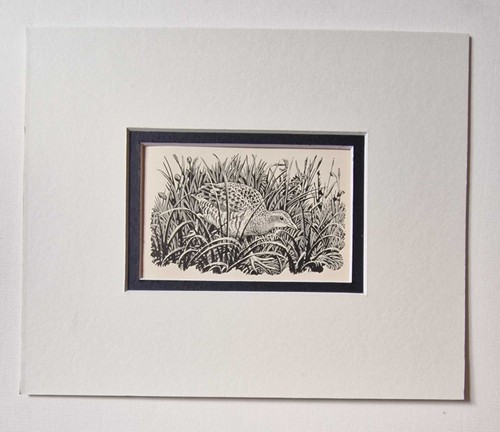 Tunnicliffe corn crake 1949 - corn,