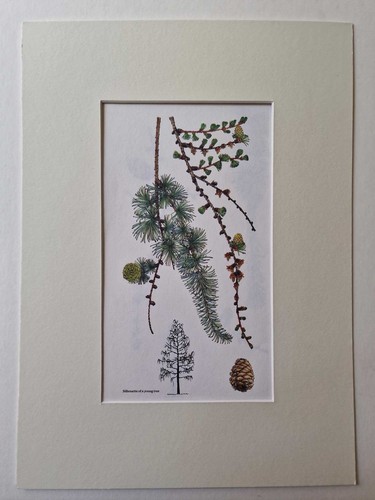 Matousova japanese larch - larch,