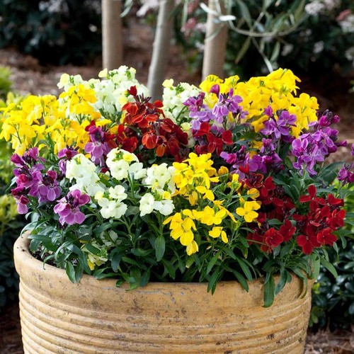 Wallflower sugar rush - f1, rush'