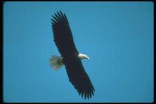 135060 Bald Eagle In Flight A4