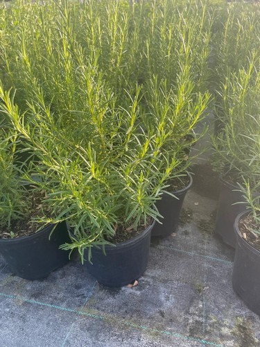 Hardy rosemary pots - in,
