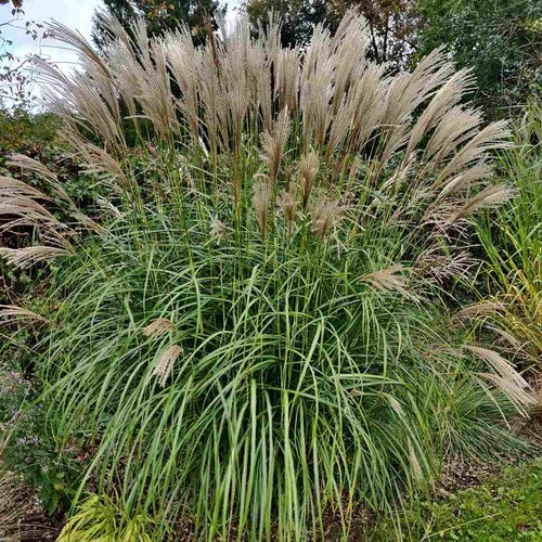 Miscanthus sinensis hermann - sinensis, ‘hermann