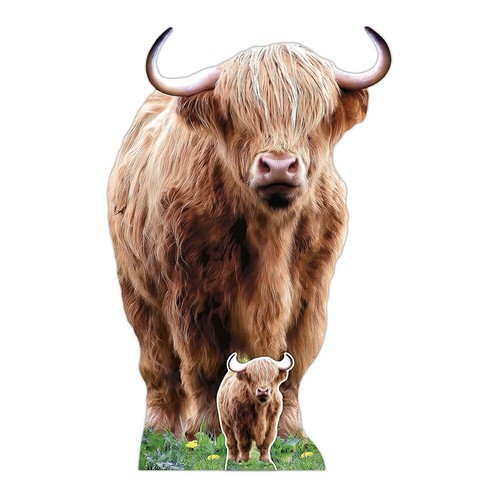 Scottish highland cow - scottish,