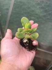 1x Baby Jade Plant, Money