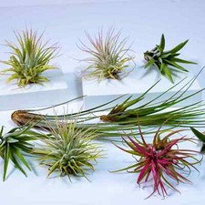 Air plants mix - air, pack)