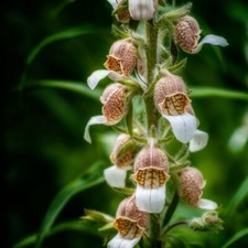 Woolly Foxglove - Digitalis lanata 'Cafe Creme'-  0.1 g Seeds - 150 Seeds Approx