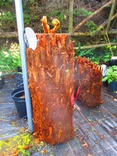 28inch trunk Dicksonia