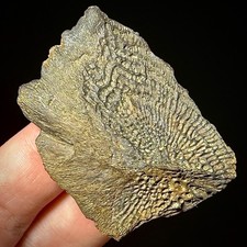 Atlantic Sturgeon Scute