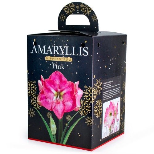 Amaryllis pink large bulb - amaryllis,