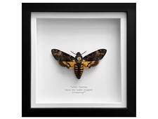 Real Death's Head Moth Frame
