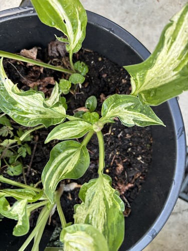Hosta allegan fog - 'allegan,