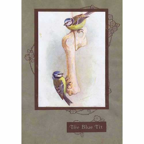 Bird blue tit - by, william