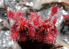 DROSERA RORAIMAE - 10 CARNIVOROUS PLANT SEEDS