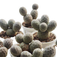 3-10CM Succulent Cactus Plant