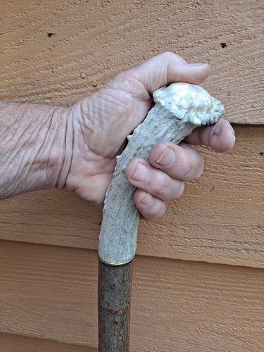 Sturdy natural dogwood - sturdy,