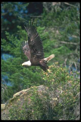 135050 bald eagle carrying - bald,