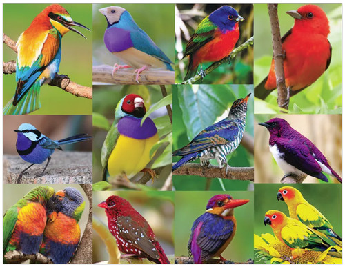 Birds paradise 500 piece - birds,