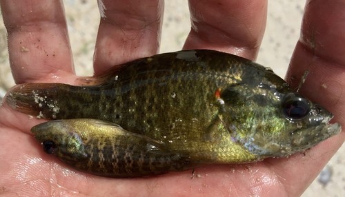 Live baby sunfish texas - sunfish,
