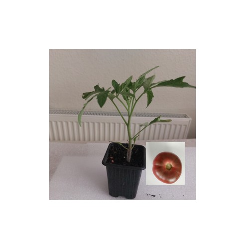Jumbo 20cm ukrainian - “4x,