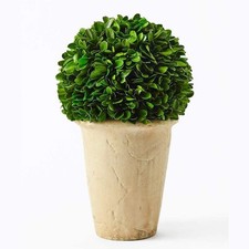 Real Preserved Boxwood